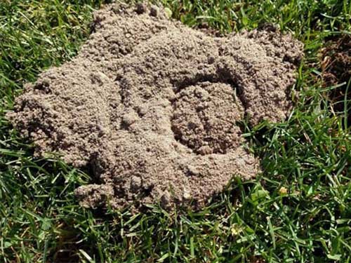 Gopher hole in a residential yard in Moraga