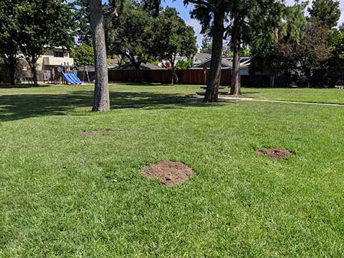 Gopher piles kill grass Moraga