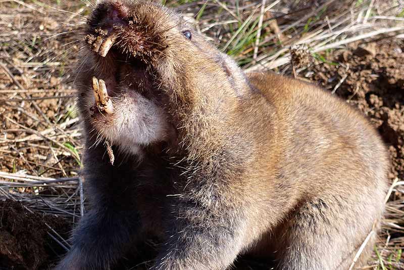 scary gopher Orinda
