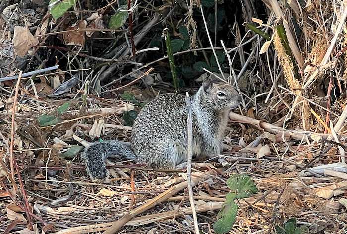ground squirrel control Fairfax