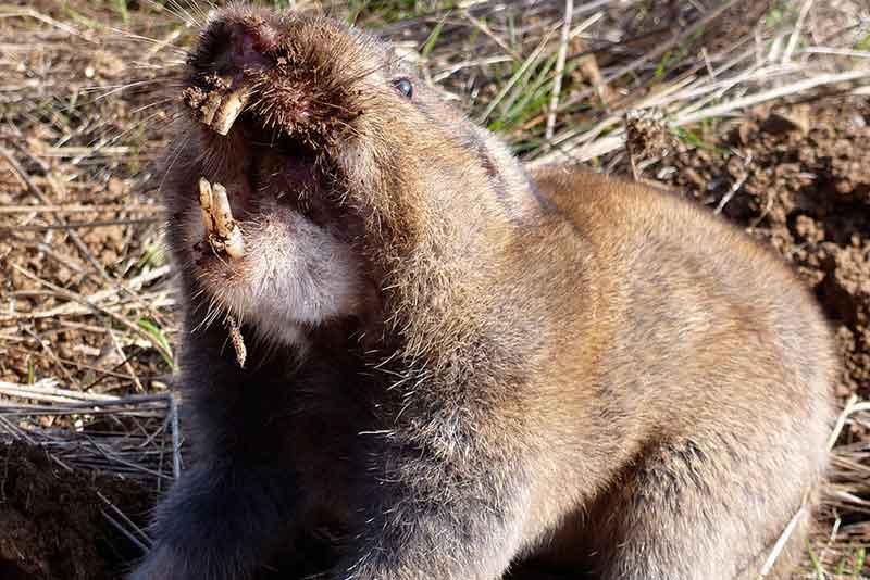 Scary gopher in danville property