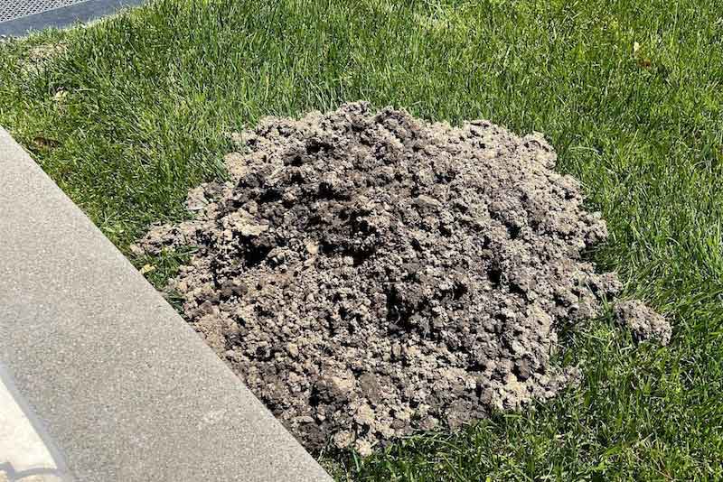 gopher infestation concord lawn