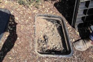 how to get rid of gophers danville