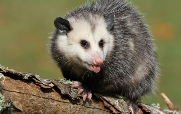opossum control