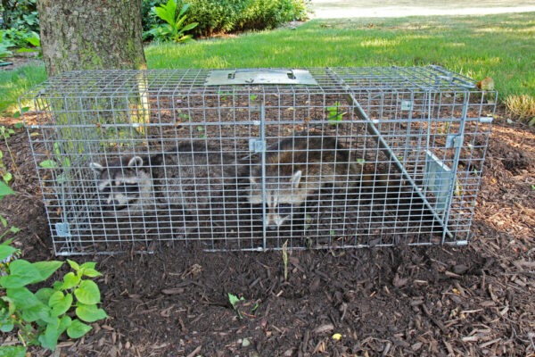 trapping raccoons in walnut creek