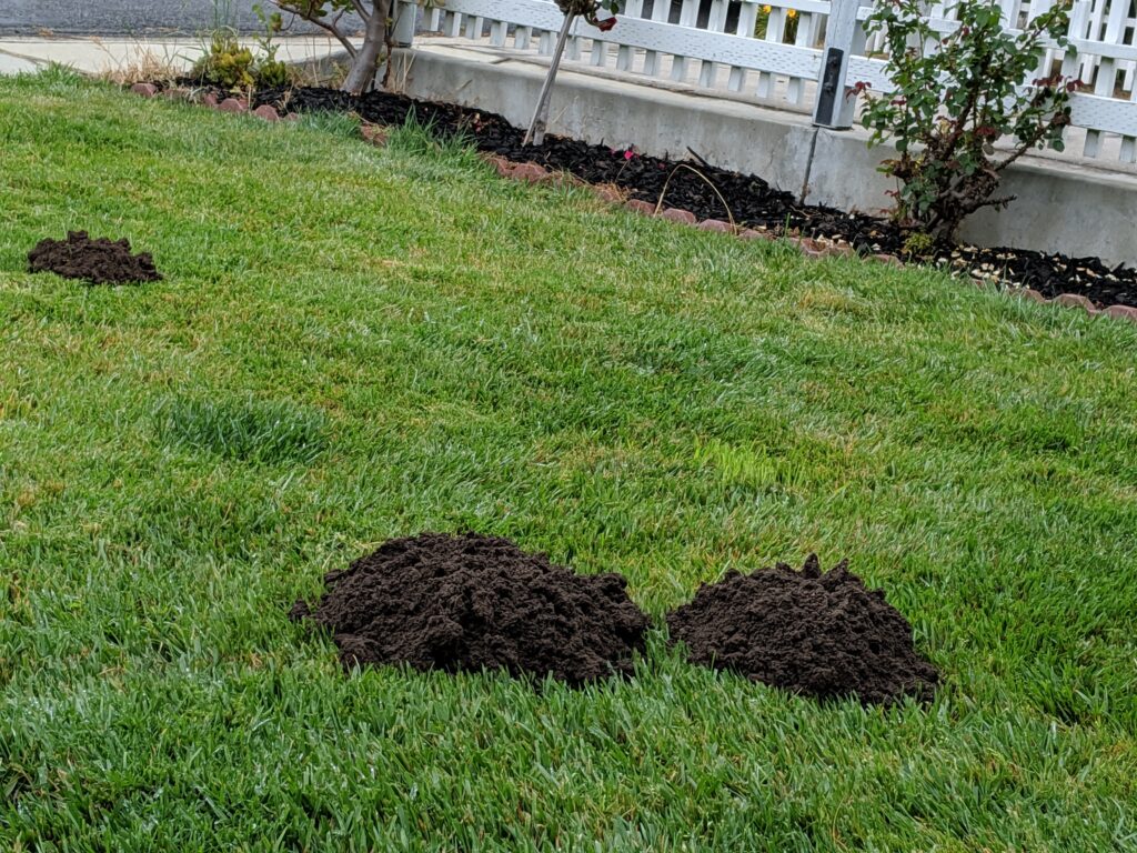 Mole Volcano-Shaped Dirt Mounds​