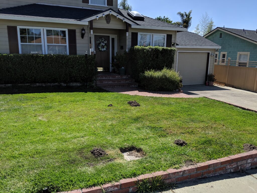 Mole damage Dead or Discolored Grass Patches