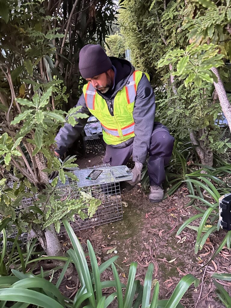 Smith's Pest Management Raccoon control service