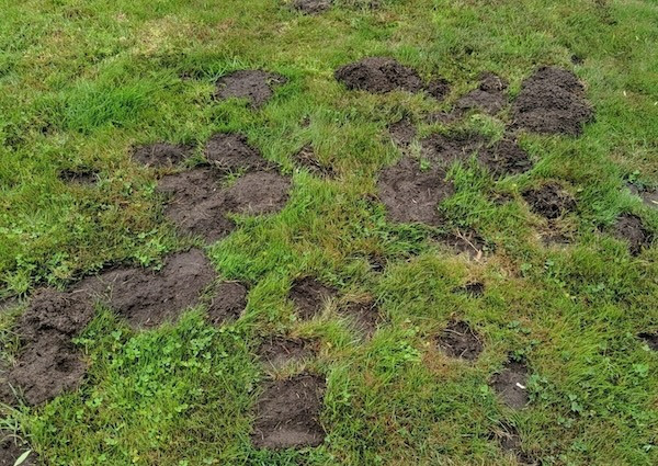 Uneven or Sinking Soil due to gopher damage