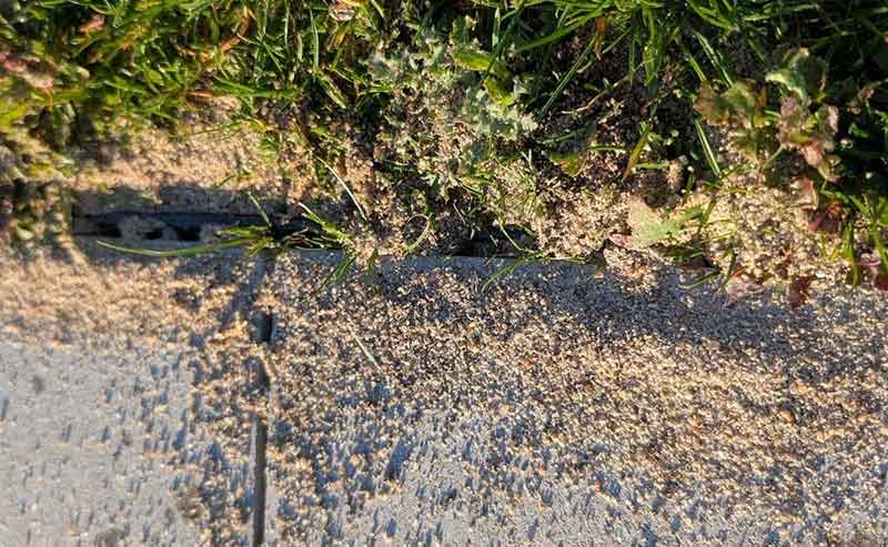 argentine ant control tips berkeley residents