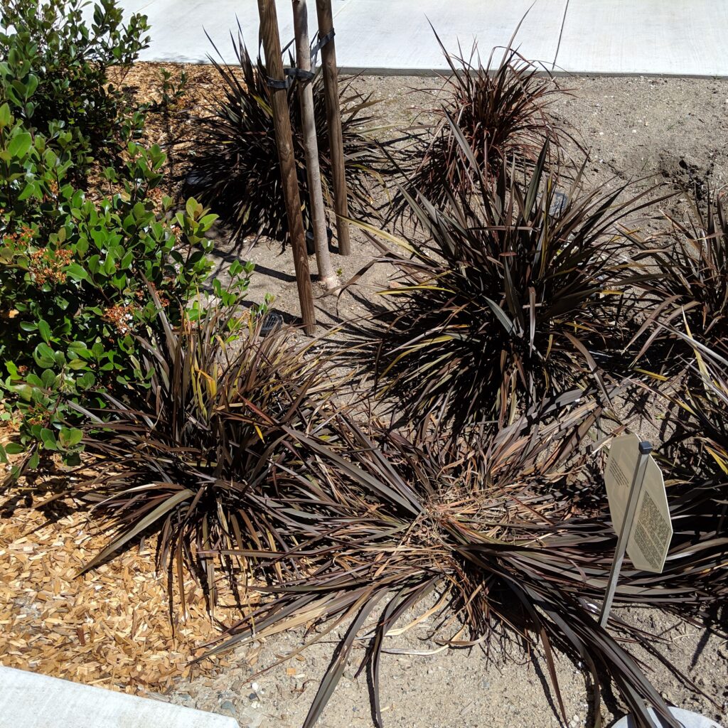 gopher killed phormium