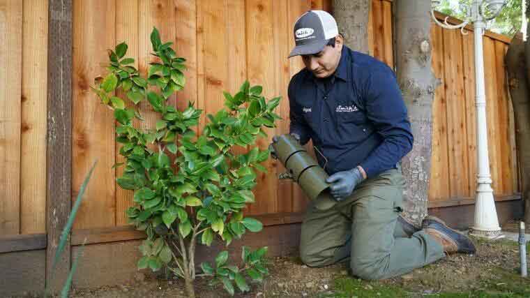 ground squirrel control process setting traps