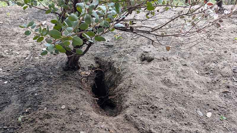 ground squirrel digged through soil