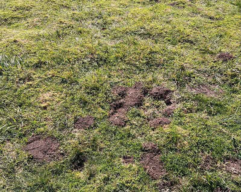 ground squirrels hidden holes