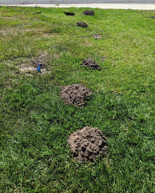 mole damage inspection