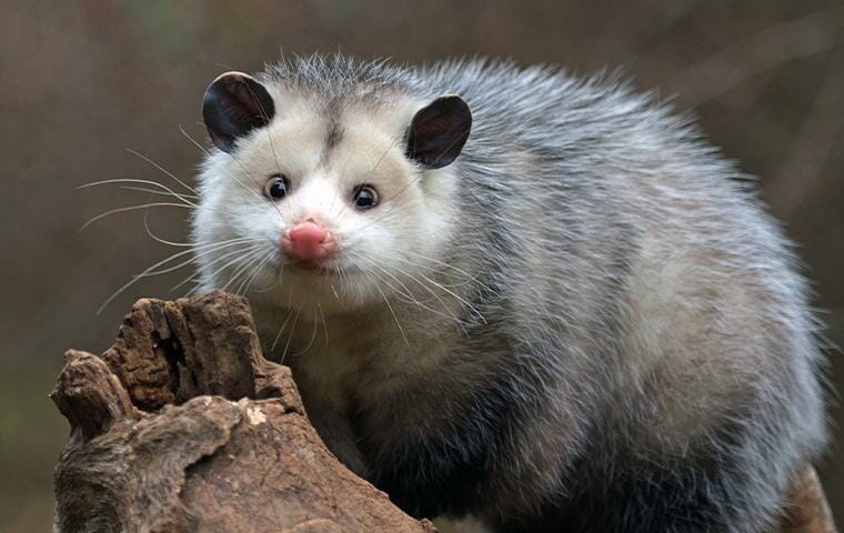 opossum control services