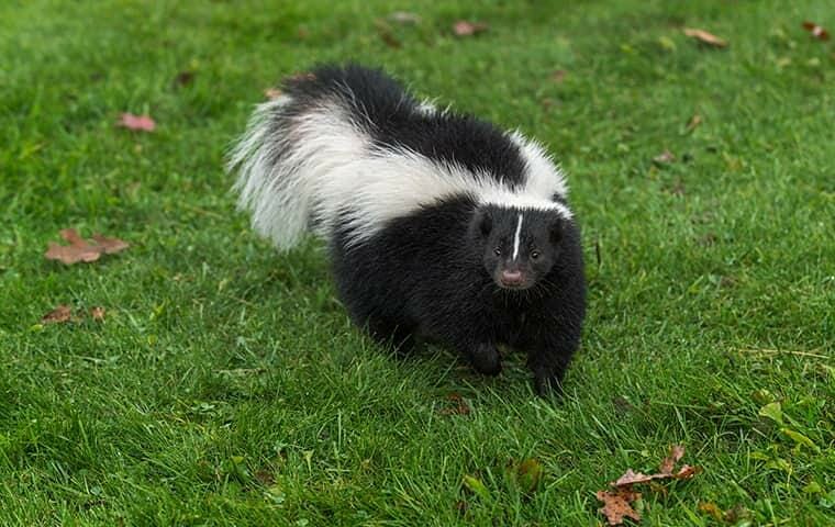 skunk control services