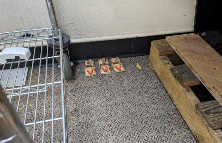 active rodents removal