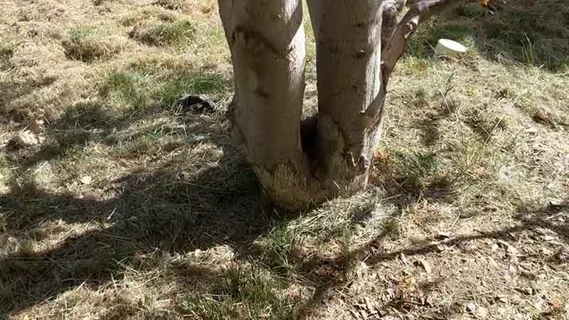 bark of tree vole damage