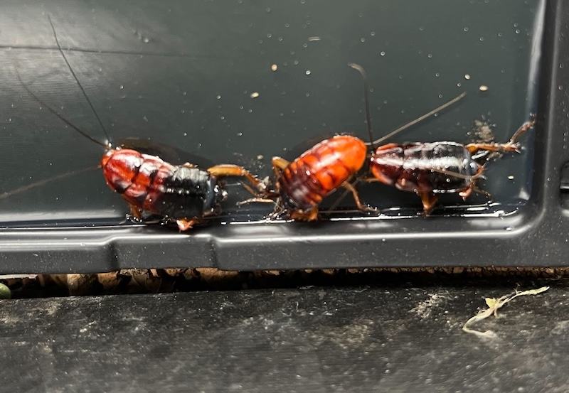 cockroaches inspection bay area