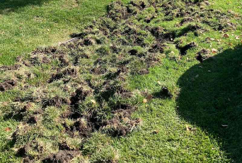 raccoon lawn damage