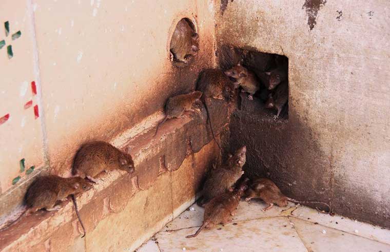rats and mice moving through wall