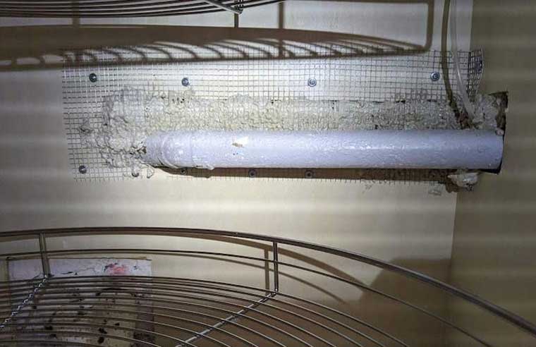 rodent control sealing entry points