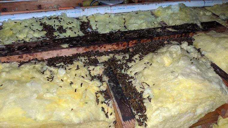 rodent droppings