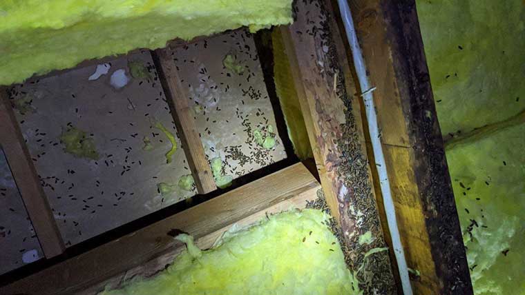 rodent nest in attics