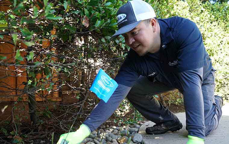 vole control professional monitoring vole damage