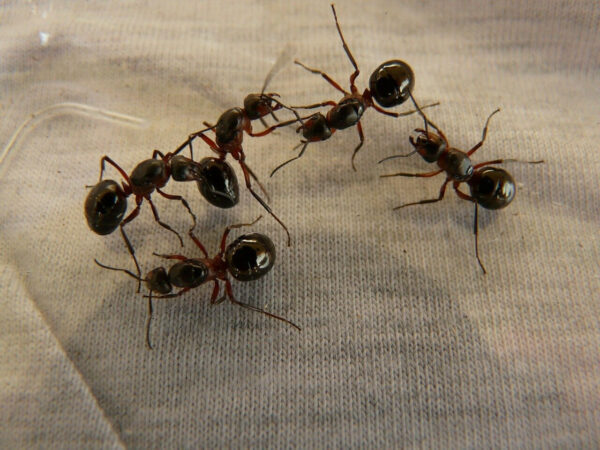 Ant Control