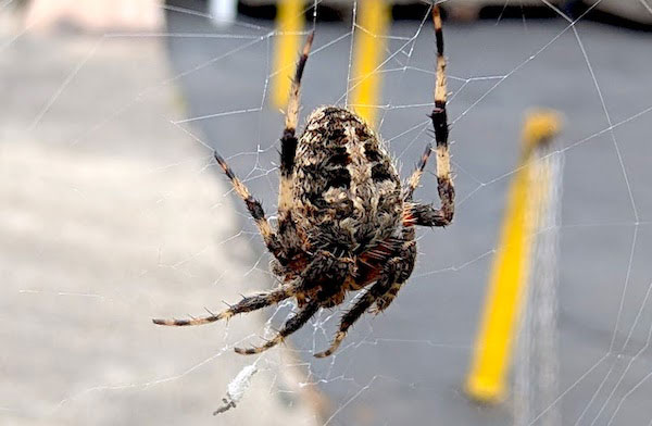 Orbweaver spider