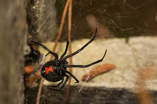 black-widow-spider