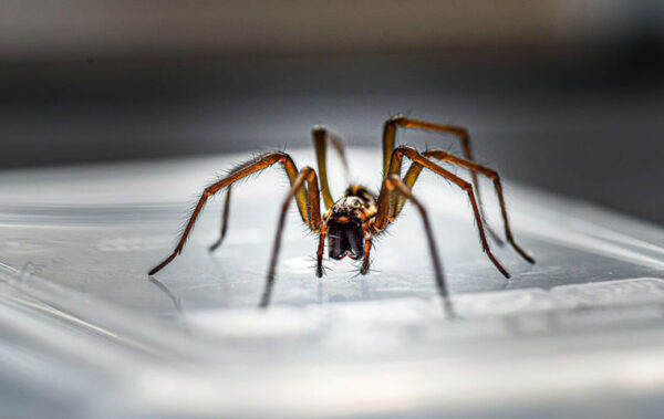 common house spider