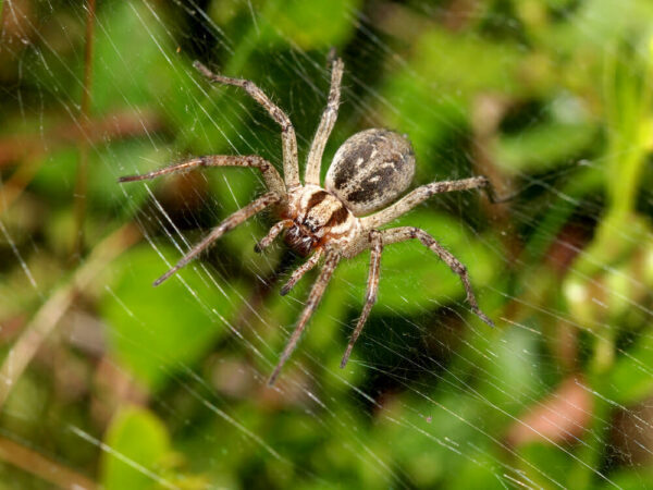 spiders control