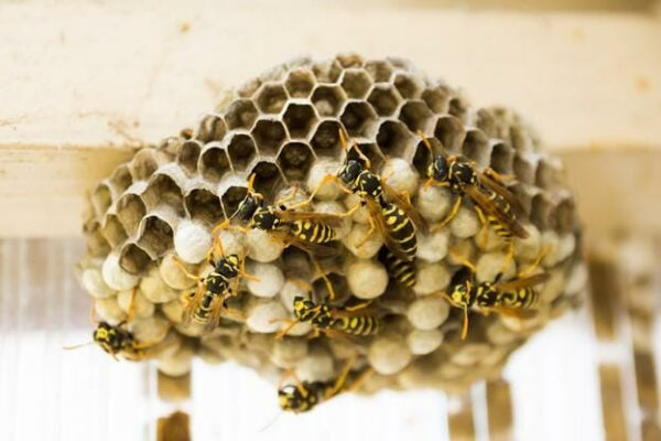 stinging insect control bay area