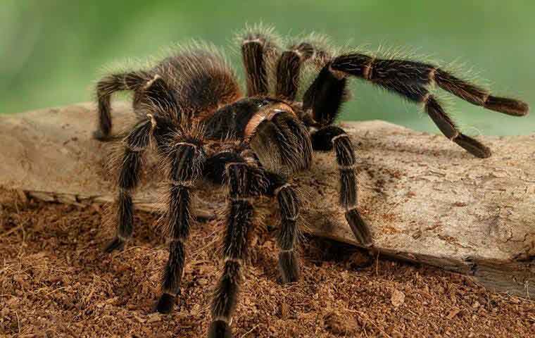 tarantula spider