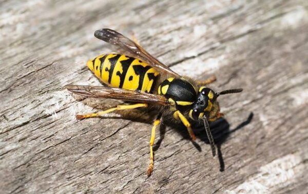 yellow jacket control bay area