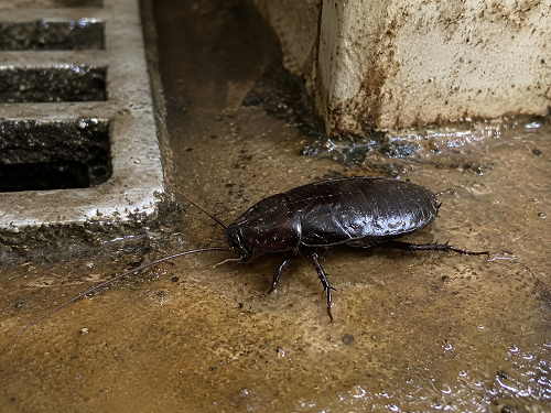 Oriental Cockroach