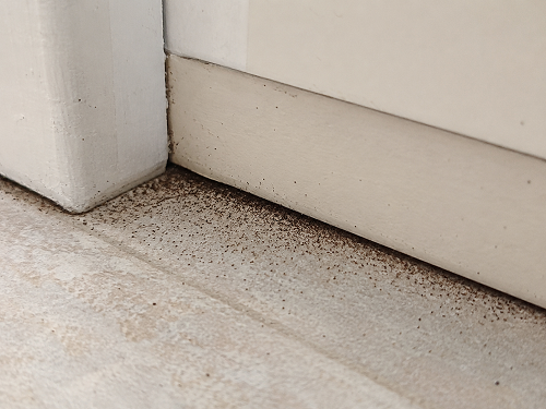 cockroach droppings along kitchen cabinets