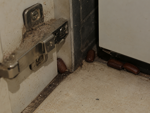cockroach egg cases in kitchen