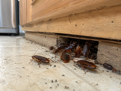 large cockroach infestation