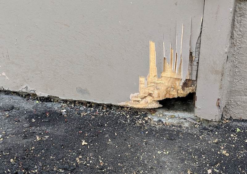 rat chewed door bay area ca