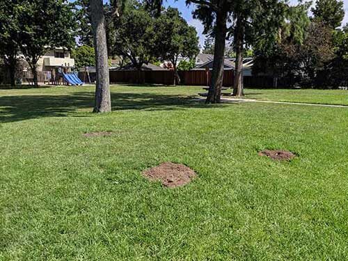 gopher lawn damage